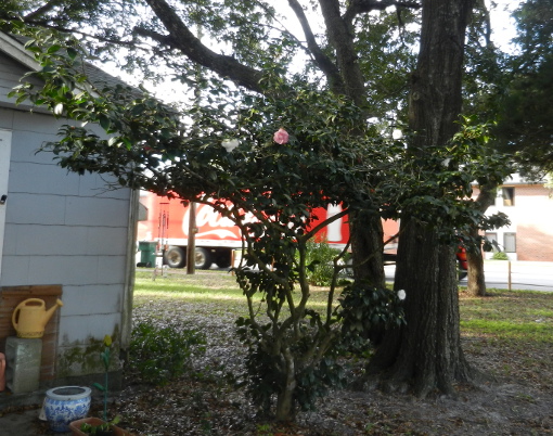 Camellia Bush