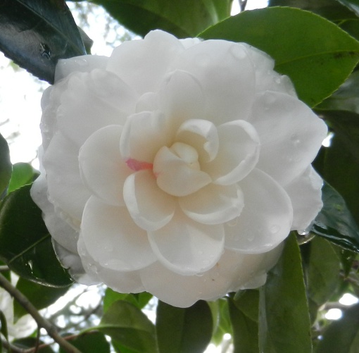 Camellia blossom