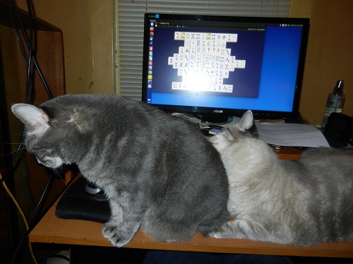 Cat Blogging