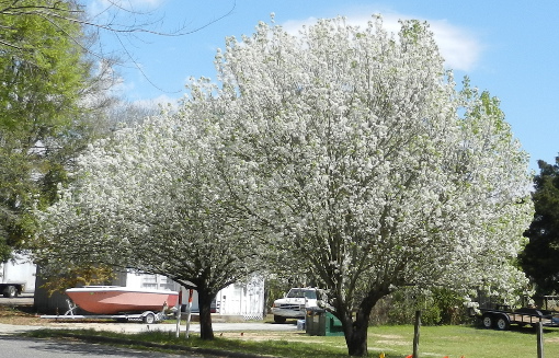Pear tree blooming