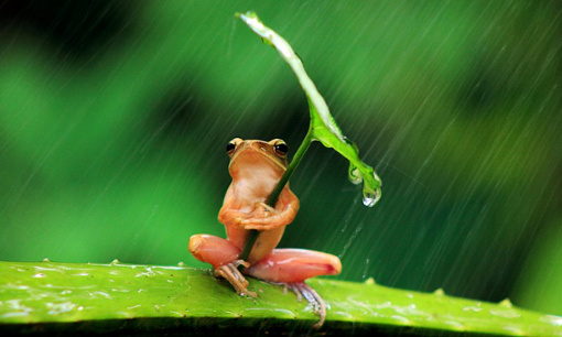 Frog with umbrella