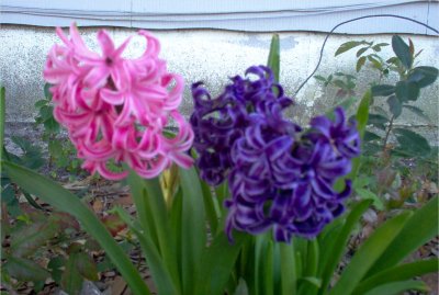 Hyacinth