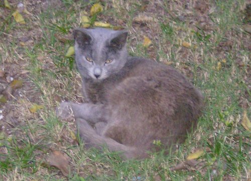 Friday Cat Blogging