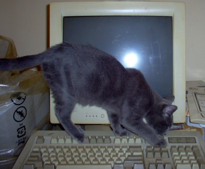 Friday Cat Blogging