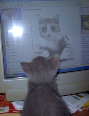 Friday Cat Blogging