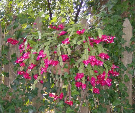 Christmas Cactus